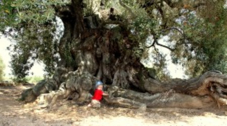 Sailboat Living and Ancient Olive Trees