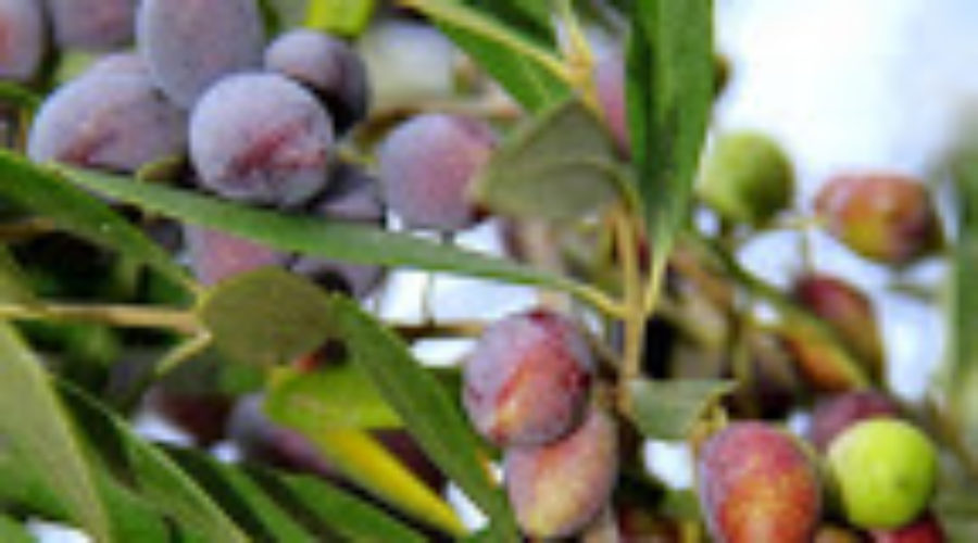 Start of Olive Harvest!