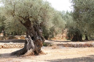 The Season of Freshly Pressed Olive Oils